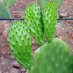  Raquette Figue Barbarie Bio Disponible Sur Pied, - hygiene entretien raquette figue barbarie fraiche biologique certifié par un organisme européen disponible sur pied,  cueillette à la demande ( plantation sur plusieurs hectares) pour complément alimentaire,  cosmétique ou autre.--échantillon sur demande pour raquette fraiche o