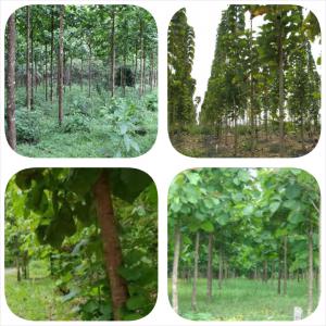  Des Bois De Teck Dans Des Plantations Céder - bois charbon fibre plusieurs plantations de teck dans des villages à bouaflé en côte d'ivoire sont en vente.--l'âge des plants varie entre 15 et 20 ans. --les prix sont à discuter.