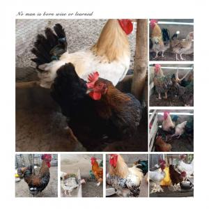  Poulet Chaire Goliath Disponible En Grande Quan - animaux vivants nous sommes une entreprise spécialisée dans l'élevage.nous  recherchons des clients pour l'achat de poulet chaire élevé dans de très bonnes conditions (nourriture et soins de santé)en grande nombre vive ou abattu selon le choix du client. nous sommes 
