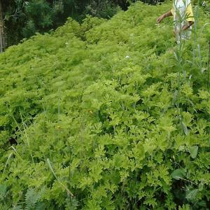  Agriculteur Et Distillateur De Plantes Aromatique - huiles poss&eacute;dant 3ha de terrains agricoles,  nous sommes deux jeunes agripreneurs de madagascar et distillateurs d'huiles essentielles travaillant &agrave; la culture et distillation de citronnelle rouge,  g&eacute;ranium bourbon,  niaouli,  ravintsara et la menthe poivr&eacute;e. nous sommes actuelleme