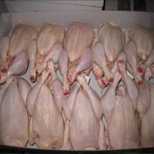  Poulet Congelé Depuis Le Maroc - viandes et oeufs bonjour je suis producteur de poulet j'envoie régulièrement vers plusieurs pays africain,  les clients ou les courtiers ayant la capacité d'acheteur minimum 1 containers veuillez me contactez par message.--uniquement les clients serieux ceux à la recherche d'info bizarre n