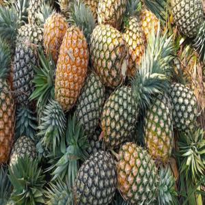  Ananas Frais De Bonnes Qualités - fruits secs et graines grillées bonjour nous sommes une entreprise en afrique de l'ouest presisment au bénin spécialiste dans la domaine d'ananas frais de bonnes qualités merci fait votre demande pour etre satisfait écrirez pour moi.... 