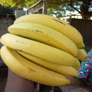  La Vente Des Bananes - fruits et légumes bonjour,  nous sommes société basée au bénin,  disposons une bonne quantité de banane disponible pour achat en gros,  nous recherchons des clients potentiels partout. merci cordialement