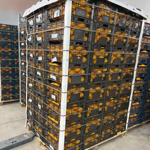  Conteneurs Orange Egyptien Valenica Vendre - fruits et légumes 2 conteneurs disponible d orange importé de l'egypte--orange valencia--contients des boites--chaque boite 15kg a 23$--