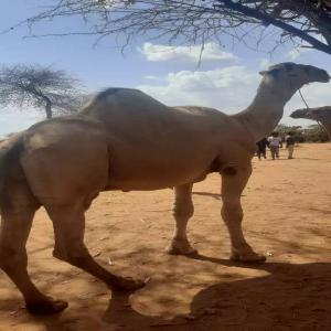  Vente Des Bétails - animaux vivants je me en vente des chameaux ' ch&egrave;vres ' taureaux' et mouton en provenance de l'ethiopie.--quantit&eacute;s illimit&eacute; .--mode de payement par lc  --merci--
