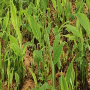  Vente De Rejets De Plantain - matiere vegetale nous disposons de rejets de banane plantain et plants pret pour la transplantation. --nous vendons essentiellement deux variétés,  big ebanga et batard. --nous pouvons livrer dans tous le sud du tchad et offrons un soutien technique en cas de besoin 