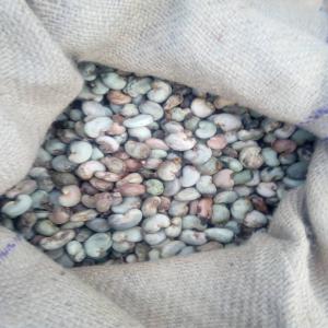  Vente De Cajou Brute - fruits secs et graines grillées nous sommes des producteurs de cajou brute au nord du bénin de très bonne qualités et nous disposons actuellement une quantité importantes de cajou brute pour la campagnes de cajou 2022 au magasin et nous aimerions vendre aux acheteurs sérieux--nb- pas d'interm&eac