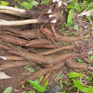  Hectare De Manioc Rouge (à Manger) En Vente - féculents 01 hectare de champ de manioc en vente dans la localité de pitti dibamba à 6km de douala.--le champ a déjà un an âge donc est est déjà mangeable.--nb- manioc rouge de très bonne qualité 