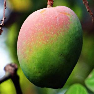  Organic Dried Mango - fruits and vegetables dried fruits processor,  yearly production capacity over 110 tons. heat pump drying,  ecocert certification,  packaging 2 to 5 kg in vacuum bags