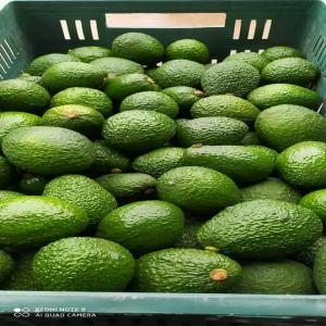  Avocat - fruits et légumes avocat hass à vendre 4 kg - 5, 3 $ 10 kg - 7, 5 $-- taille - tailles mixtes emballage - boîtes de 4 et 10 kg 264 boîtes/palette 5280 boîtes/ conteneur de 40 pieds seulement origine - senegal --nous pouvons exporter par avion ou par bateau le prix ci-dessus est par avion  .