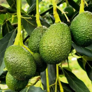  Avocat Hass Et Fluerite - fruits et légumes nous avons une capacité de fourniture actuelle de 10 tonnes la semaine de la variété hass et fluerite avec le meilleur prix  de 0.5$ le kilo négociable après passation de commande 