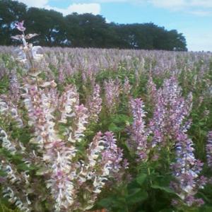  Vends Huile Essentielle De Salvia Sclarea Bio - huiles bonjour, ----je vends de l'huile essentielle de salvia sclarea certifiée agriculture biologique et authentic provence .--filtrée,  garantie sans eau ,  pure --région drôme provençale ----