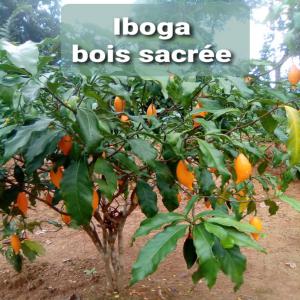  Acheteurs Iboga - semence graine plant iboga plante sacr&eacute;e soigne l'addiction,  les probl&egrave;mes spirituels,  permet de se connaitre bien en sociospirituel