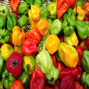  Piment Antillais Et Big Sun - fruits et légumes je vend des piments antillais et big sun,  que je produits depuis le sénégal. je cherche des clients de la sous région ainsi que des clients de l'extérieur. 