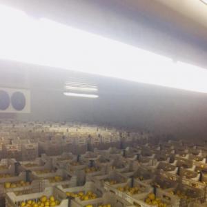  Entreposage Frigorifique De Fruit Et Légumes - matériels machines  à la recherche de partenaire sachant que j'ai et je possède - --- expérience de 10 ans dans le domaine d'entreposage frigorifique de fruit et légumes sous tous les formes de stockage  .--- 2 chambre froid positive / négative ,  100 m3 chacune .--- box au niveau du 