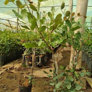  Caroubier Greffé - autres bonjour à tous,  j'ai l'honneur de vous annoncer mes plants de caroubiers, --je suis producteur des caroubier --ces plantes caroubier greffés sont des  meilleures qualité et certifier par office national de sécurité sanitaire des produits alimentaires--nous travaillo