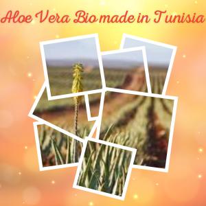  Cherche Partenaire Client Pour Aloe Vera Bio - matiere vegetale cherche partenaire client pour aloe vera bio. nous avons une production bio ab plus autres certification en cours. une production de 20 tonnes de feuilles avec possibilit&eacute; de faire rapidement 2 ou 3 fois plus. nous recherchons des partenaires acheteurs pour notre production. nous disposons de