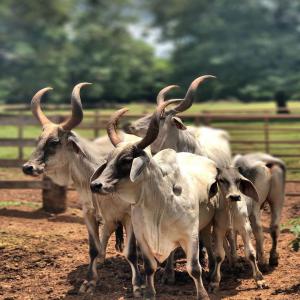  Géniteur De Guzera - animaux vivants moi,  j'habite au senegal. je voudrais  10 géniteurs et 10 femelles de guzera brésilien.  je voudrais  démarrer avec  ça  pour mon entreprise. je suis pret à  acheter en ligne. 