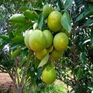  Orange (valencia Et Pineapple) - fruits et légumes coop&eacute;rative des producteurs d agrume du benin recherche des partenaires d affaires pour la vente d orange de vari&eacute;t&eacute; valencia,  pineapple et tangelo. nous pouvons fournir 1.000 tonne par mois. -- produit disponible &agrave; plein temps.--