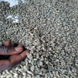  Café Arabica Vert - café cacao thé nous disposons le café vert arabica fw (k3)une de meilleur qualité sur le marché  originaire de goma en quantité industrielle.--couleur du produit - café vert--teneur - 12, 5% --quantité disponible -15.6 tonnes --prix - $10 /kg négociable après 