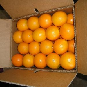  Entreprise Export Des Fruits Cherches Des Clients - fruits et légumes les salutations!--import/export d'egypte vous propose des fruits délicieux et frais à bon prix avec livraison dans tous les pays de l'ue est du europe! tous nos produits sont certifiés et répondent à toutes les exigences de l'ue,  car ils sont de la meilleure qualit