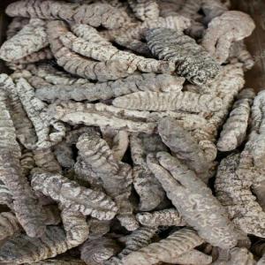  Comcombre De Mer - autres je suis founisseur de concombre de mer en poudre d origine camerounais bien confectionnè avec les documents pour une quantitè de 500kg.interesser veuiller me contacter s il vous plait.