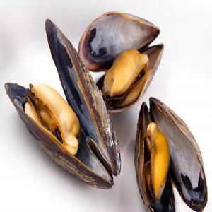  Mussels For Tunisia - crustacean shell hello, -- --we are a new company specialized in fish trade based in tunisia.-- --we would like to import mussels (mytilus galloprovincialis) and we are looking for a supplier to work with.-- --is it possible with you?-- --thank you&best regards