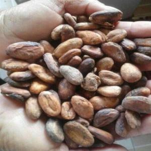  Clients Cacao Graine - café cacao thé nous sommes à la recherche des clients pour cacao graine qualité supérieure d'ambanja. collaboration à long terme souhaitée. merci de nous contacter si besoin. merci--