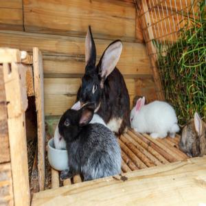  Lapin - animaux vivants nous voulons des clients pour nos lapins--en faite nous élevons des lapins ici au cameroun ,  nous voulons des moyens pour les écoulée facilement