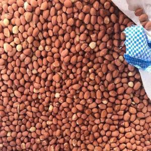  Arachides - fruits secs et graines grillées une unité de production agricoles dispose d'une quantité importante d'arachides de très bonnes qualités et aimerait vendre aux acheteurs sérieux--pas d'intermédiaire 