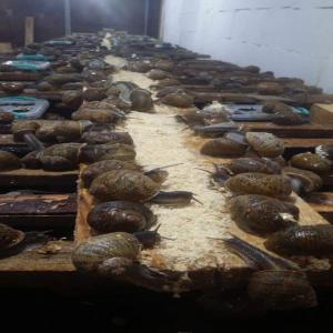  Producteur D'escargots - coquillage crustacé bonjour,  je suis éleveur certifié d'escargots et je suis à la recherche des clients pour distribuer mes produits 