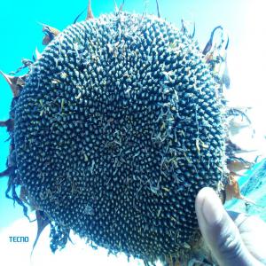  Partenariat Tournesol - café cacao thé ayant une concession importante dans l'une des 23 régions de madagascar,  nous sommes à la recherche d'un investisseur qui s'intéresse au tournesol. nous avons effectuer des essais et nous trouvons que notre terre s'adapte à merveille à notre terre. si vous etes une