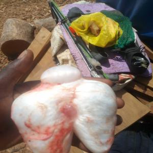  Boule De Poissonglobe - poissons vente des boules de poissonglobe avec une quantit&eacute; maximale provenance s&eacute;n&eacute;gal, nous faisons le plonger dans nos c&ocirc;tes 