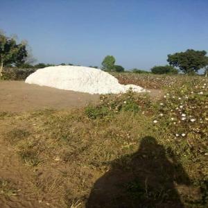  Vente Fibre De Coton Et Dérivés - bois charbon fibre nous sommes à la recherche d'acheteur potentiel de fibre de coton bella c et kaba s  du bénin et bola s du burkina faso,  les graines et tourteaux. --nb- si vous n'etes pas pret svp veuillez ne pas nous contacter.  cela évitera des pertes de temps et d'énergie. --merci bie