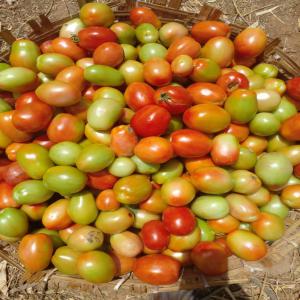  Noix De Cajou - fruits secs et graines grillées je suis a la recherche des clients et des partenaire  pour acheter  nos produit locaux telque la noix de cajoux , riz, mangue, boeur de karite,  arachide,  sesame,  fonio,  et plaine d autre 
