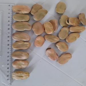  Broadbean Suppier From Tunisia - other we offer braodbean from tunisia. grade 38-40. crop season- june 2022. qty- starting from 18 metric. sample can be offered if interested. payement- 25% in advance to place an order and the remaining ones upon arrival to a named port of destination. 