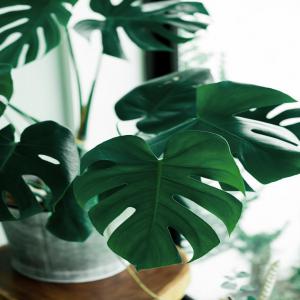  Grand Déstockage De Monstera Variégata Aurea - horticulture plante biocarburant horticulteur met en vente pour ''revendeur de plantes'' un grand lot de monstera variegata aurea et déliciosa . plants âgés d'un an et demi et plus avec une bonne structure racinaire.expédition dans tout le monde entier à vos frais.--zone de stockage- côte d'i