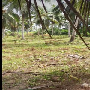  Flash Jacqueville Djem Extention - mine terrain concession nous mettons a votre dispositions 50 lots de 500 m² approuvé a un prix interessant --@500= 3.500.000 fcfa