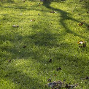  Flash Assinie Mahome - mine terrain concession nous disposons 100 lots approuv&eacute;s en vente de 600 m² a assinie mahome. tres beau site en bordure de voie internationale.--prix unitaire= 5.000.000 fcfa