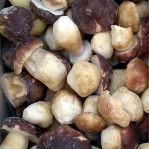 Frozen Boletus Edulis Whole (cèpes Surgelés) -  yeast fungus we are bulgarian exporting company. as the harvesting of wild mushrooms already started we're accepting orders for frozen boletus edulis whole mushrooms (cèpes surgelés)--minimum order quantity- 1 pallet----each lot is tested for radio-activity (cs-134 & cs-137). this certificate is pr