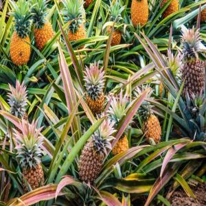  Ananas Du Cameroun - fruits et légumes bonjour nous sommes producteurs importateurs d'ananas du cameroun. ----livraison possible fret aérien et container maritime. ----n'hésitez pas a nous contacter--