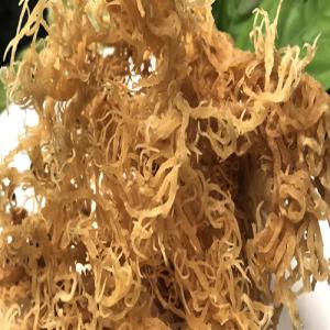  Super Golden Sea Moss Natural Non Artificial - fruits and vegetables dear customers, ----sea moss is a spiny sea vegetable that’s primarily harvested for use in health supplements and as a thickening ingredient in commercial foods.----if you’ve heard about sea moss supplements,  you may wonder what they have authentic benefits for using daily.----our company are going 
