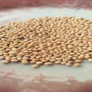  Sesame Jaune Disponible - fruits secs et graines grillées 750 tonnes de sesame jaune produit en campagne 2021 au mali. sesame de très bonne qualité et de gros grain,  --nous avons aussi une quantité importante de soja à vendre.