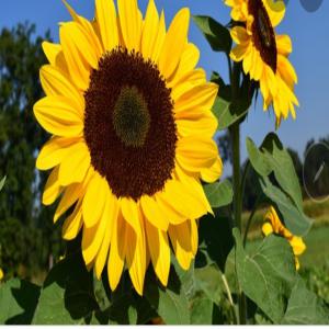  H.de Tournesol Turc/ H.d'olive Ex.virg.bio.tunise - huiles bonjour &agrave; tous,  je vous propose de l huile de tournesol depuis la turquie,  et de l huile d olive extra vierge biologique depuis la tunisie vous pouvez me contacter pour r&eacute;pondre &agrave; vos demandes. --bouteille 1l &agrave; 2, 55 /l rendu marseille et &agrave; 2, 65 /l rendu dakar --bou