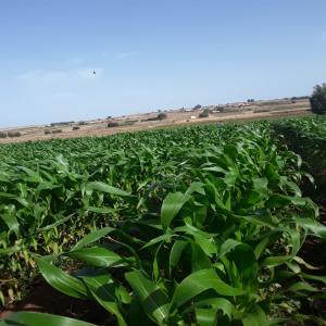  Huile D'olive Et D'argan Maroc - huiles huile de tr&egrave;s bonne qualit&eacute; sous les normes de s&eacute;curit&eacute; alimentaire,  huile d'olive d&eacute;stin&eacute; &agrave; la consommation alimentaire,  nous disposons de quantit&eacute; limit&eacute;e,  nos produits sont tr&egrave;s r&eacute;put&eacute; dans le march&eacute;s,  et n