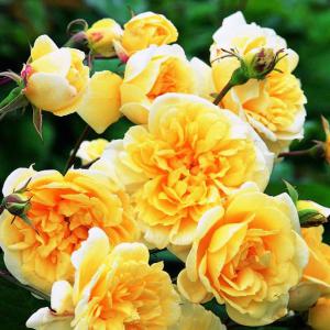  Rosiers Grimpants - horticulture plante biocarburant disposez-vous de rosiers grimpants et d'autres rosiers dans le domaine des spécialités ?----merci de votre réponse.--