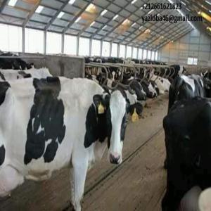  Viande Rouge Volailles Maroc - viandes et oeufs bonjour, ----nous mettons en disposition &agrave; la vente ou r&eacute;approvisionnement continu d'une quantit&eacute; allant jusqu'&agrave; 400t par mois de viandes rouges,  et volailles,  nos r&eacute;glementation bancaires se basent sur une implication de l'acheteur par une avance de 50% pour initie