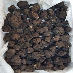  Black Truffle, Tuber Aestivum, Truffe Noire D été -  yeast fungus we are offering fresh black truffle,  tuber aestivum,  truffe noire d été. possible delivery anywhere.  minimum order quantity- 10 kgs 
