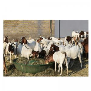  Chèvre Boer Vivante, Agneaux Bovins - animaux vivants élevage de bétail et de volailles,  nous sommes le numéro un dans la production d'animaux vivants de qualité à des fins laitières,  bovines et de cuir. nous sommes un distributeur mondial de génisses holstein enceintes vivantes,  bovins,  ovins,  bovins,  a