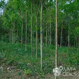  Mise En Vente D'une Jeune Plantation D'hevea - Investissement capitaux le cabinet cote d'ivoire met en vente une plantation d'h&eacute;v&eacute;a de 300 hectares avec titre foncier d&eacute;finitif revenu annuel 450.000   pour toute autre information pri&egrave;re contacter le cabinet.